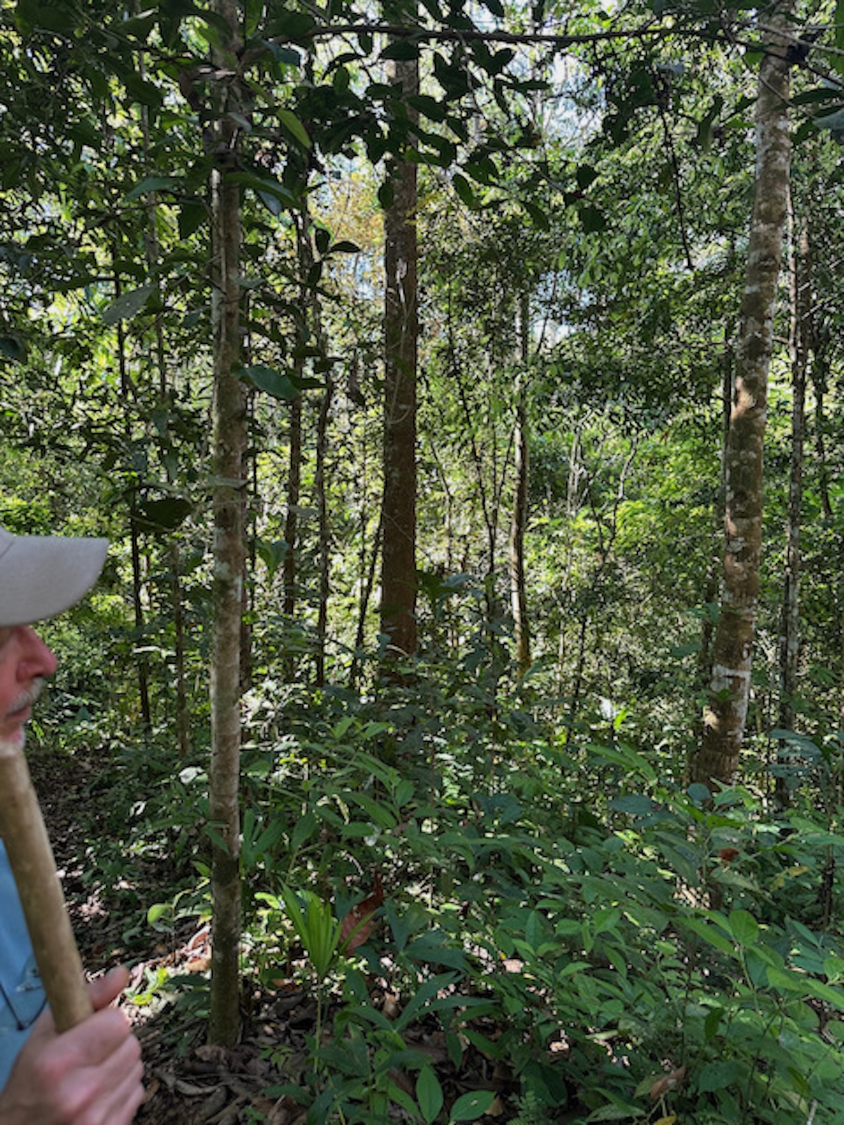 Reforestation trees 2025