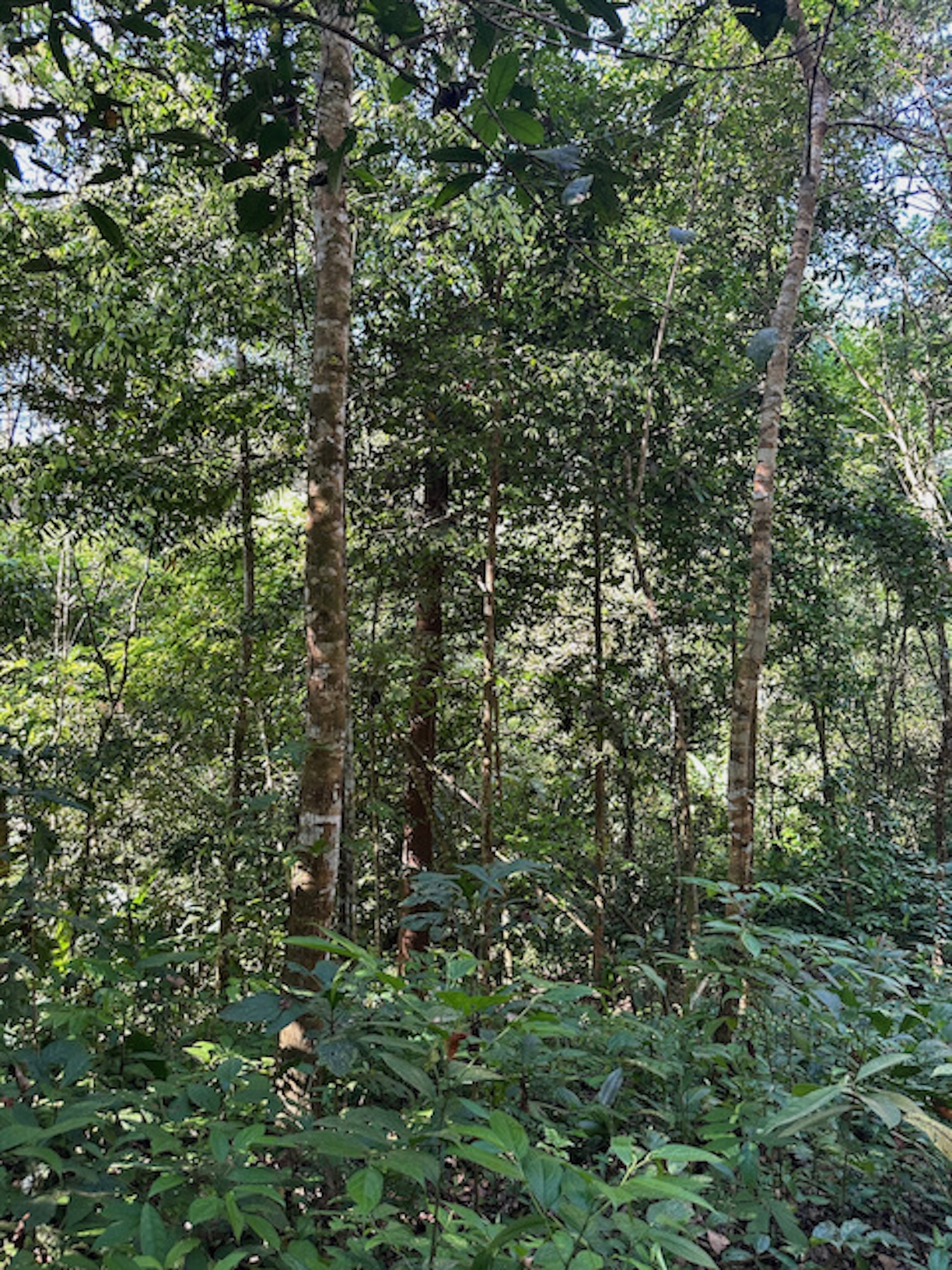 Reforestation trees 2025