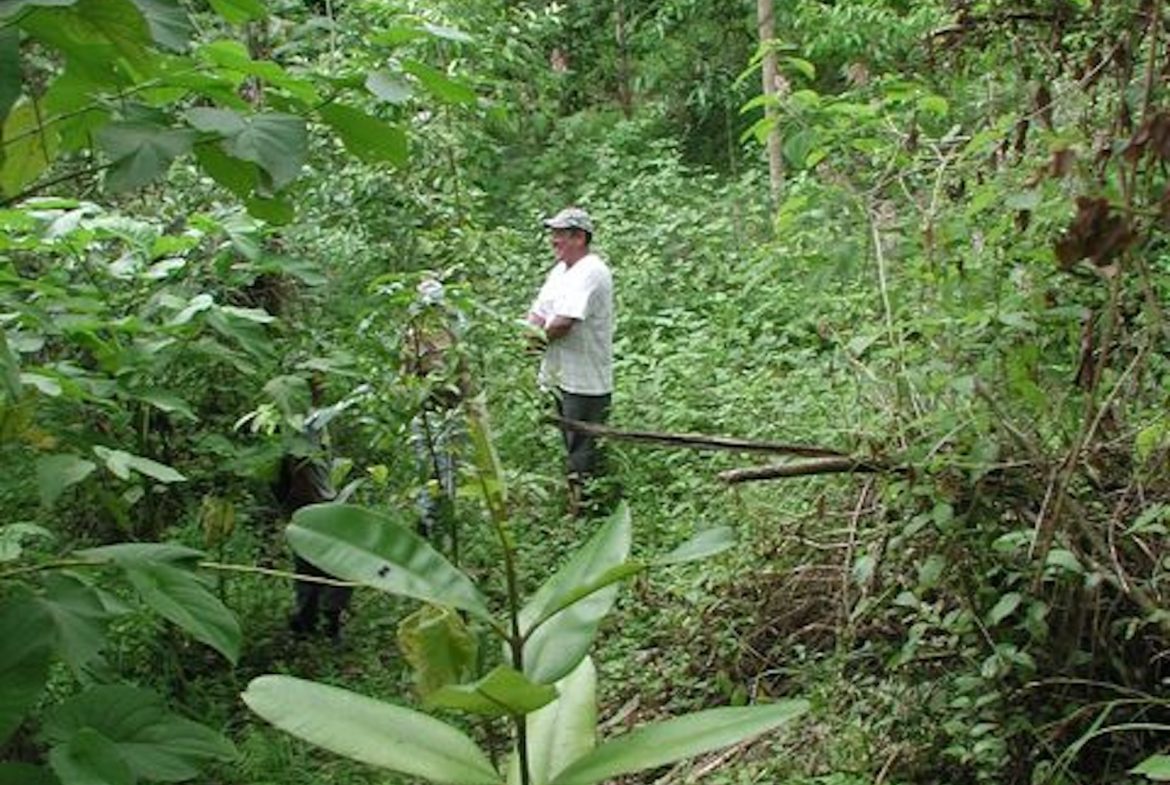 PRIVATE MOUNTAIN SANCTUARY WITH WATERFALLS, RIVER ACCESS AND FOREST – 40 ACRES