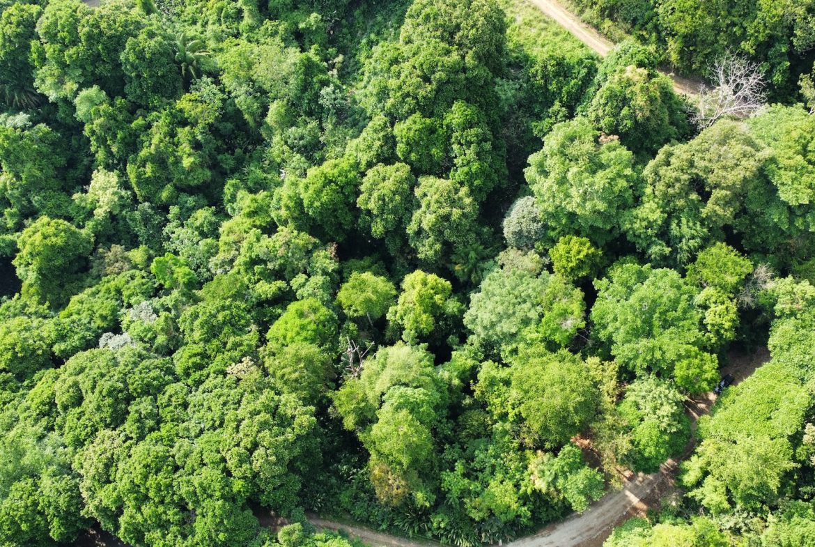BUILDING PROPERTY IN THE MIDDLE OF THE NATURE IN A GATED COMMUNITY, SAN ANTONIO DAMAS – 1.33 ACRES