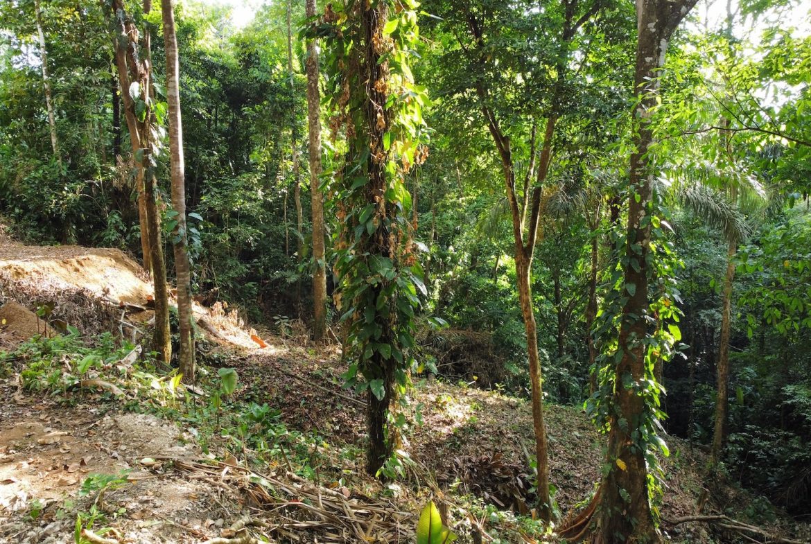 BUILDING PROPERTY IN THE MIDDLE OF THE NATURE IN A GATED COMMUNITY, SAN ANTONIO DAMAS – 1.33 ACRES