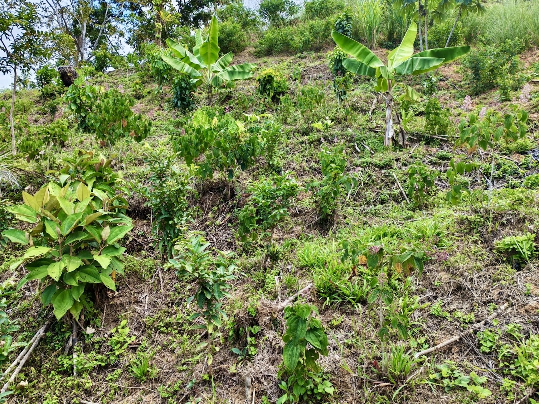 10-HECTARE PROPERTY IN THE MOUNTAINS OF SAN CRISTÓBAL DE AGUIRRE, NEAR TO SILENCIO