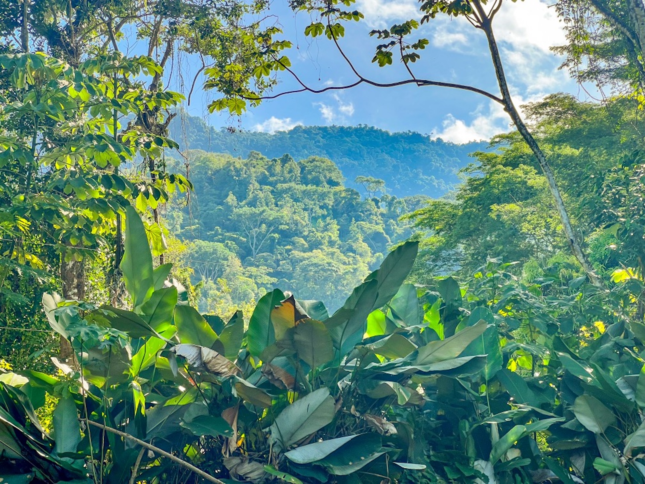 CARACARA RIDGE LOT #5 – MOUNTAIN SETTING WITH FLAT BUILDING AREA, IN OJOCHAL