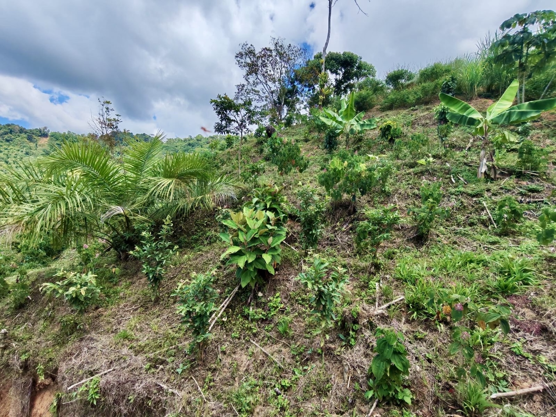 10-HECTARE PROPERTY IN THE MOUNTAINS OF SAN CRISTÓBAL DE AGUIRRE, NEAR TO SILENCIO
