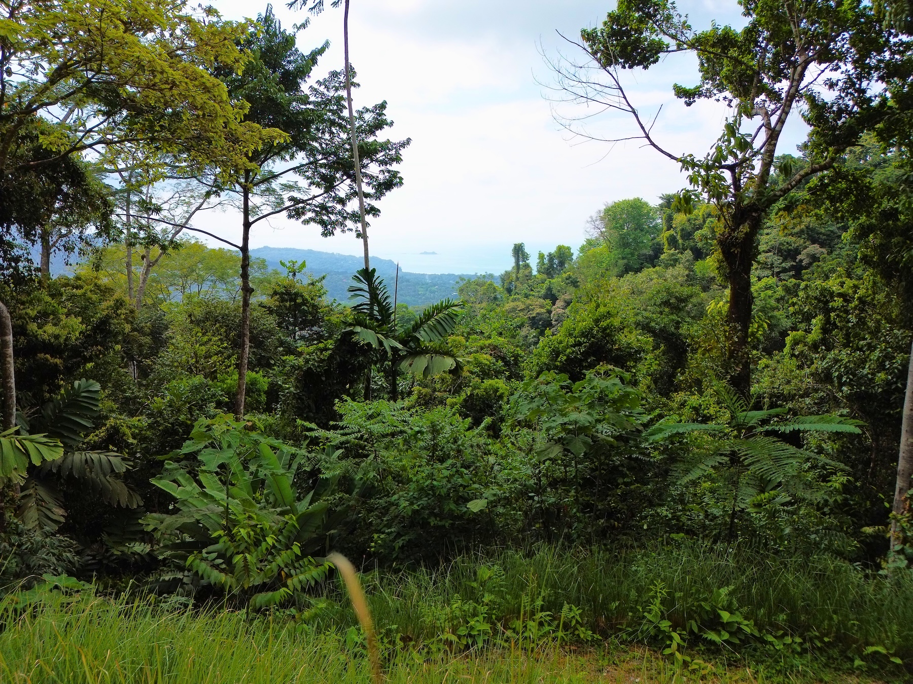 PRIVATE LOT WITH OCEAN AND TROPICAL RAINFOREST VIEWS, IN UVITA – 1.73 ACRES