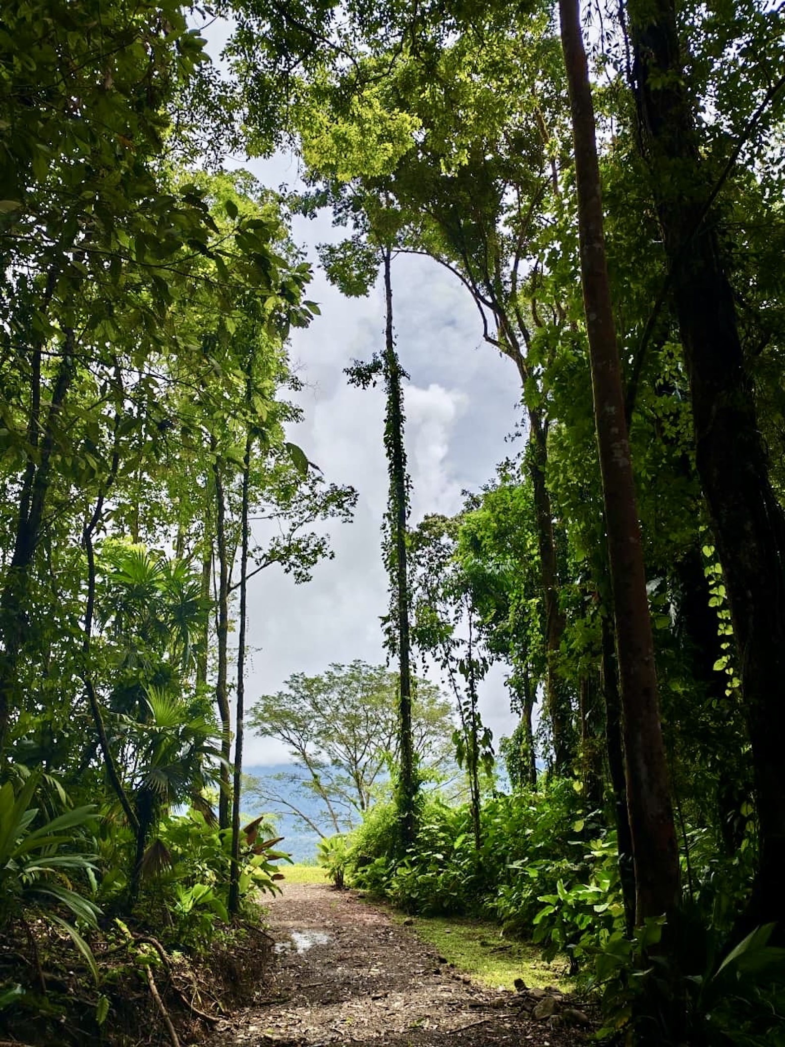 10-HECTARE PROPERTY IN THE MOUNTAINS OF SAN CRISTÓBAL DE AGUIRRE, NEAR TO SILENCIO