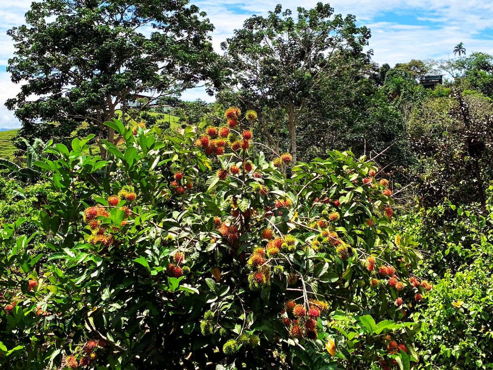 2.47-ACRE MOUNTAIN PROPERTY WITH AGRICULTURAL PRODUCTION, IN PÉREZ ZELEDÓN