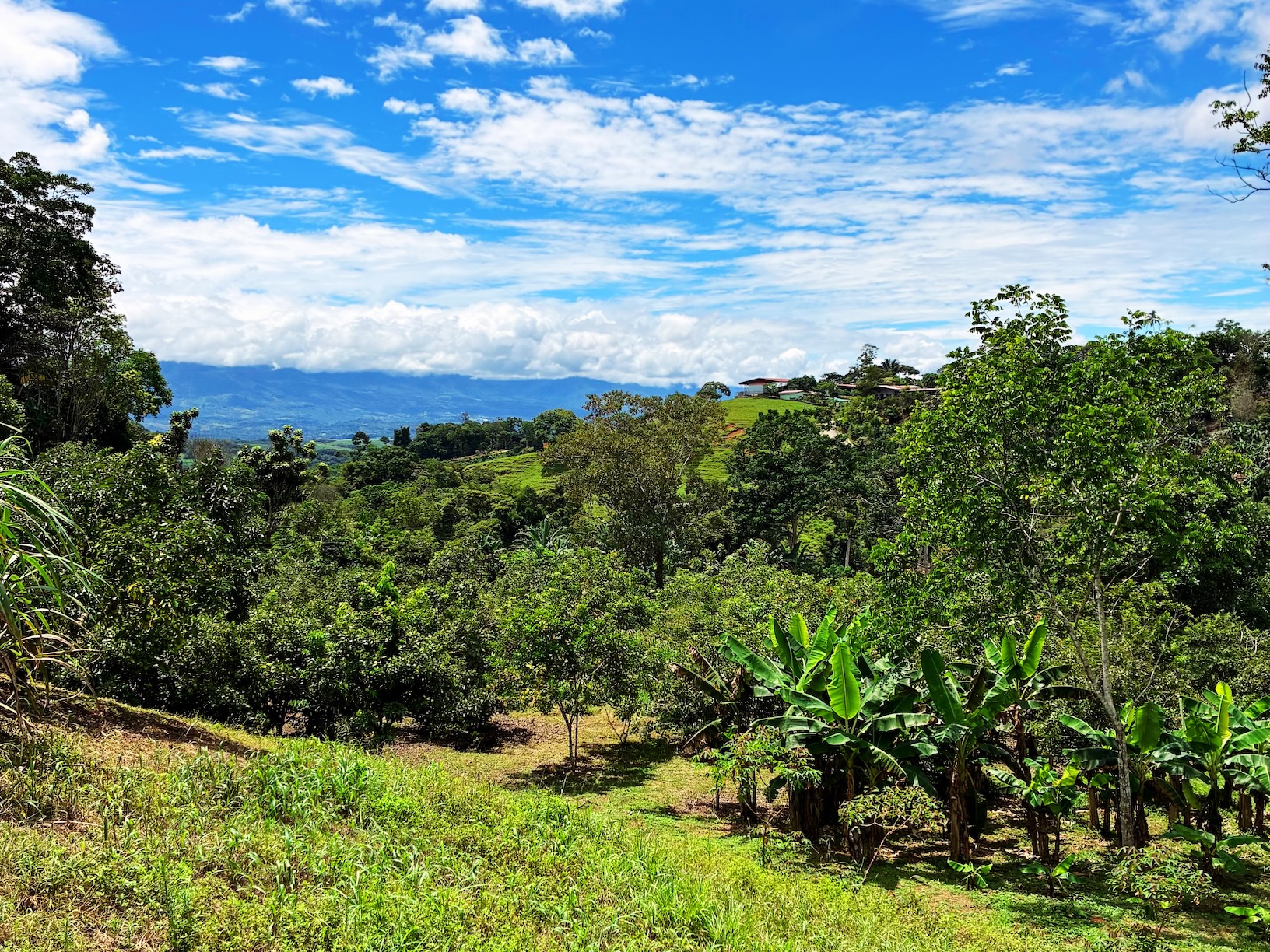 2.47-ACRE MOUNTAIN PROPERTY WITH AGRICULTURAL PRODUCTION, IN PÉREZ ZELEDÓN