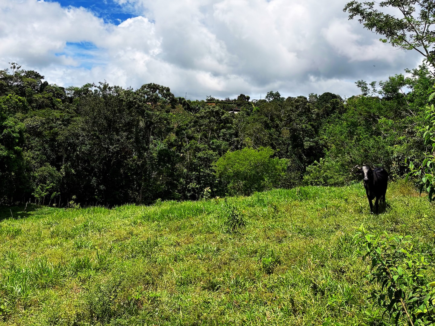 2.47-ACRE MOUNTAIN PROPERTY WITH AGRICULTURAL PRODUCTION, IN PÉREZ ZELEDÓN