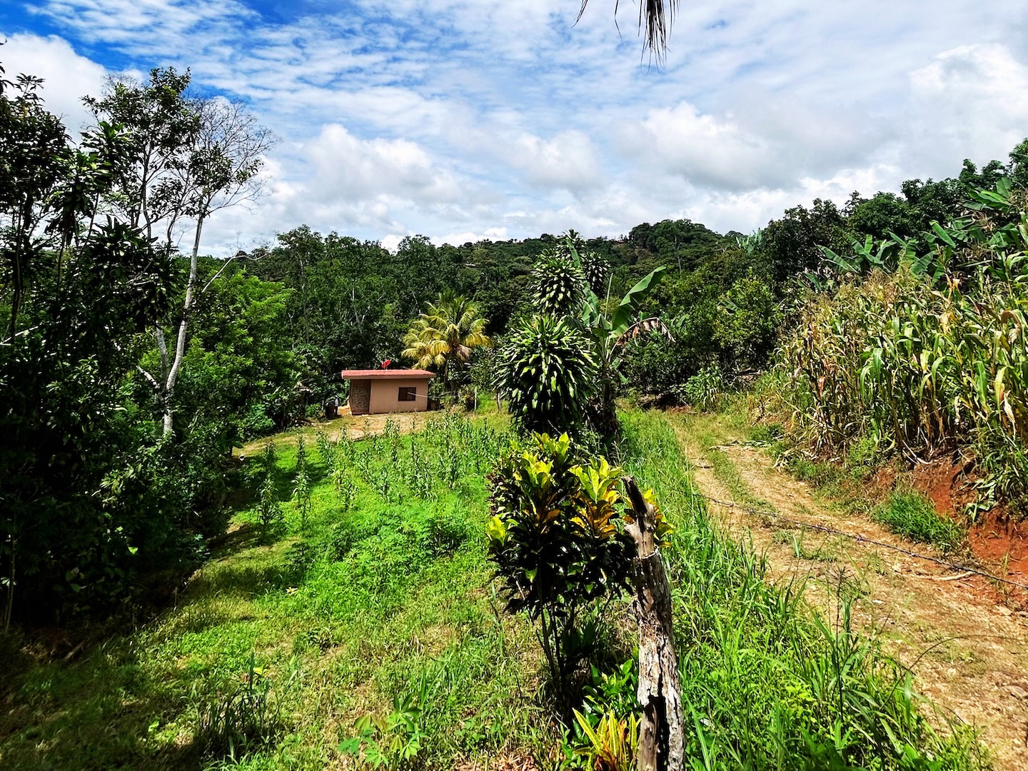 2.47-ACRE MOUNTAIN PROPERTY WITH AGRICULTURAL PRODUCTION, IN PÉREZ ZELEDÓN