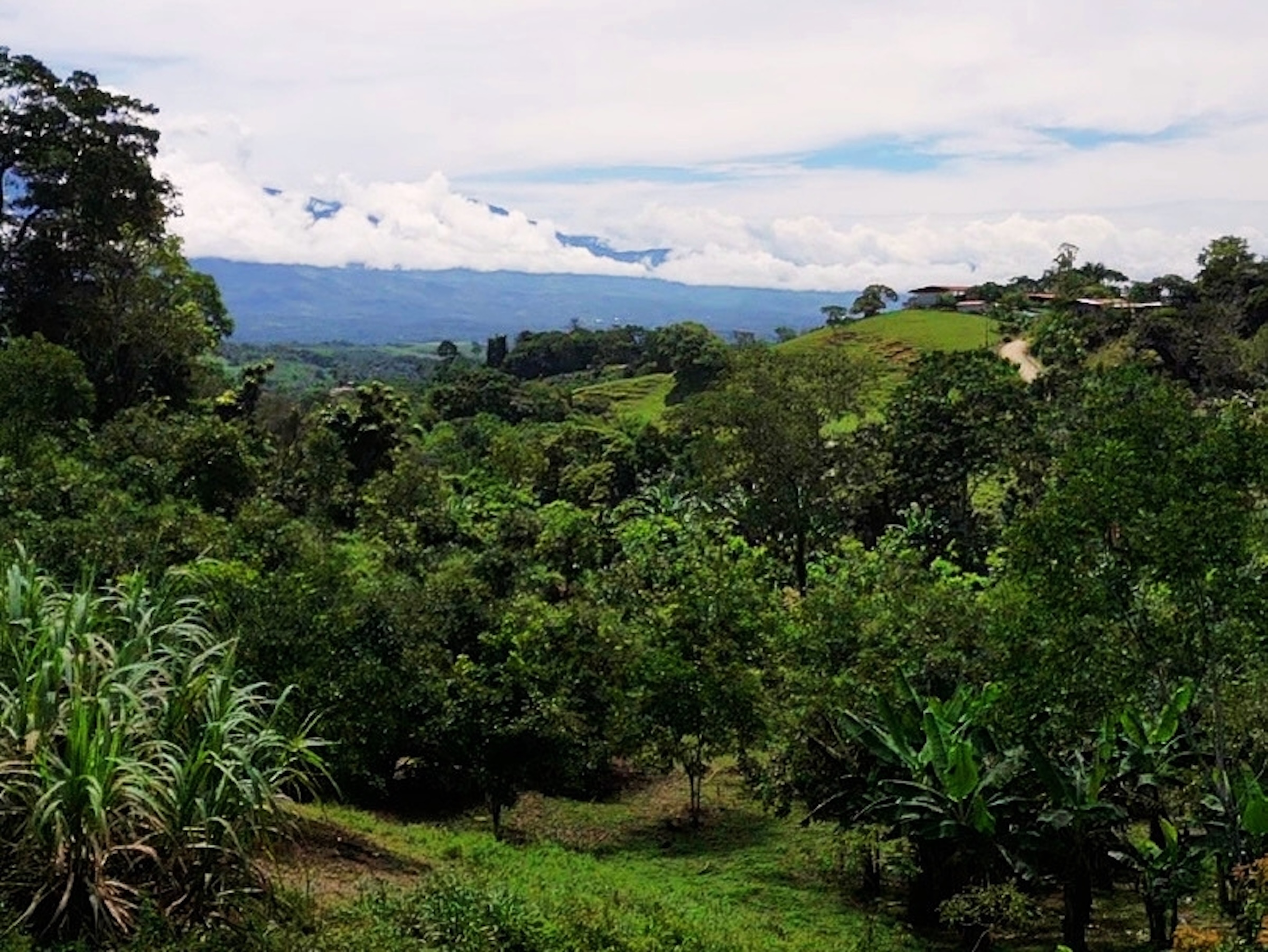 2.47-ACRE MOUNTAIN PROPERTY WITH AGRICULTURAL PRODUCTION, IN PÉREZ ZELEDÓN