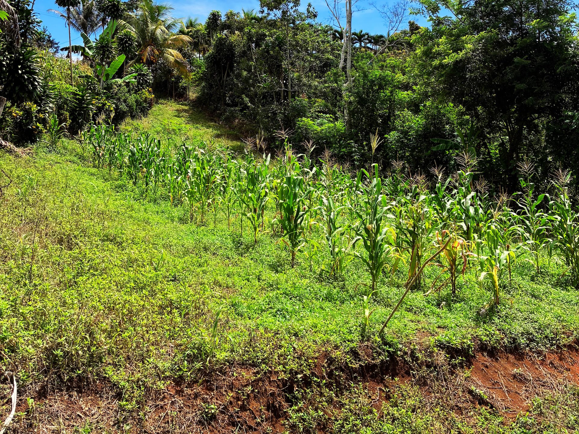 2.47-ACRE MOUNTAIN PROPERTY WITH AGRICULTURAL PRODUCTION, IN PÉREZ ZELEDÓN