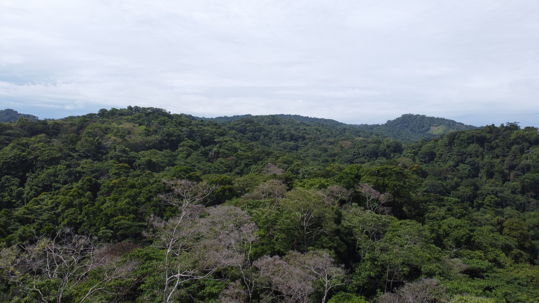 EXPANSIVE JUNGLE AND BEACH PROPERTY, IN PAVONES – 105 ACRES