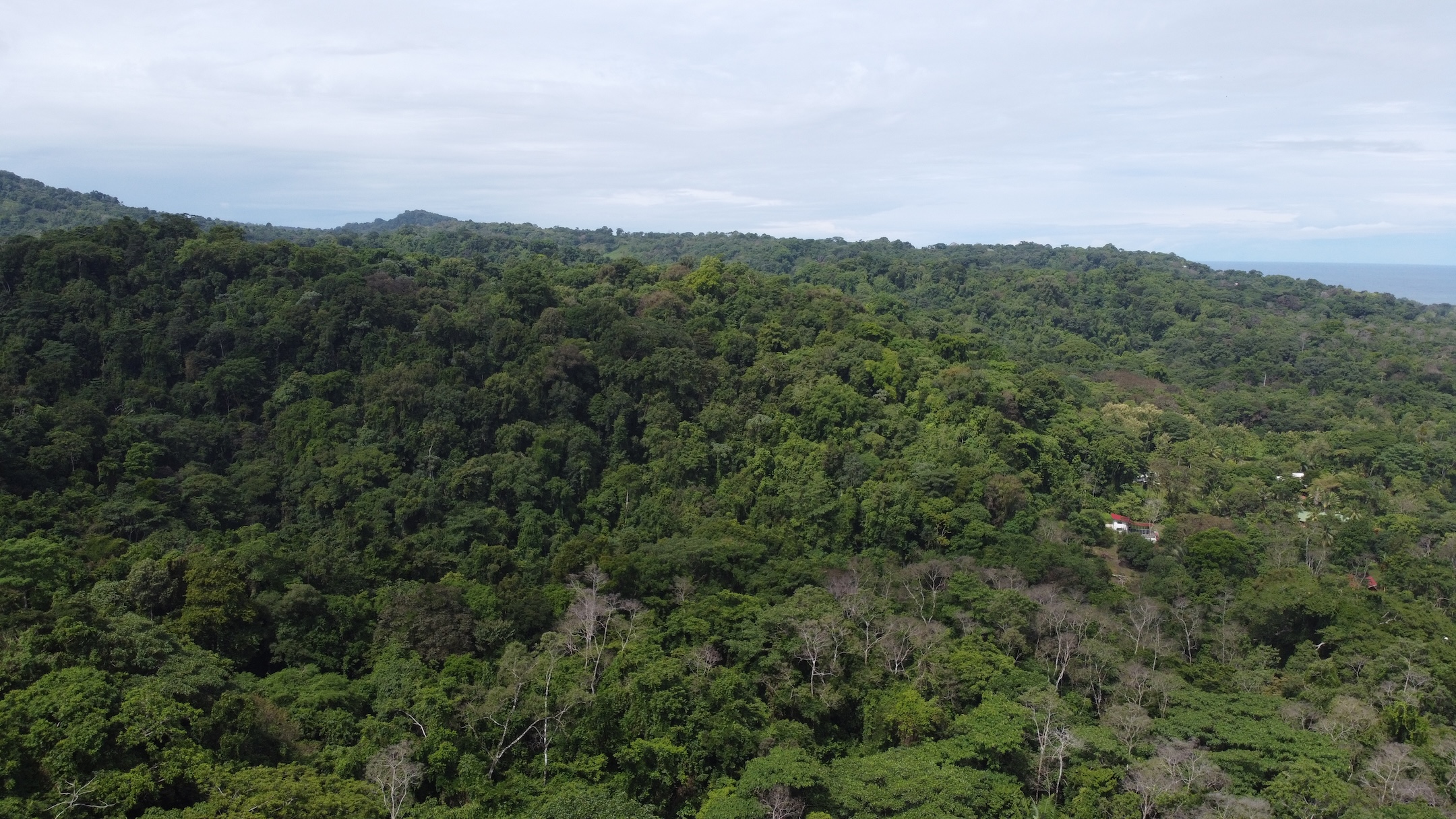 EXPANSIVE JUNGLE AND BEACH PROPERTY, IN PAVONES – 105 ACRES