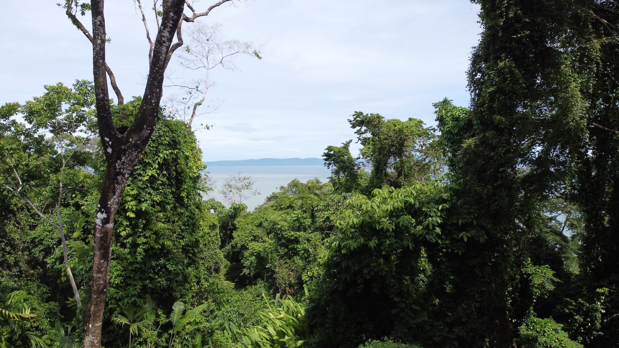 EXPANSIVE JUNGLE AND BEACH PROPERTY, IN PAVONES – 105 ACRES