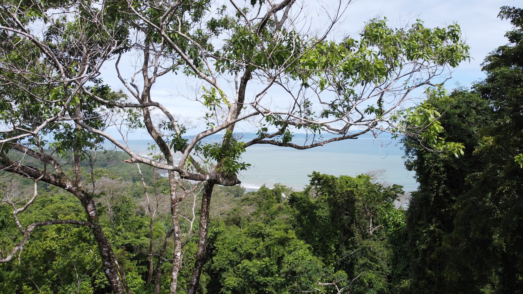 EXPANSIVE JUNGLE AND BEACH PROPERTY, IN PAVONES – 105 ACRES