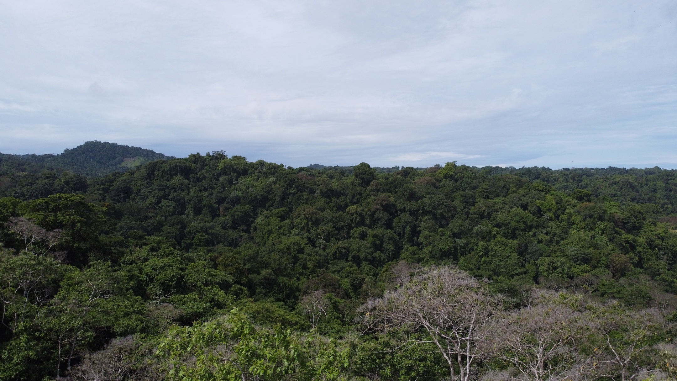 EXPANSIVE JUNGLE AND BEACH PROPERTY, IN PAVONES – 105 ACRES