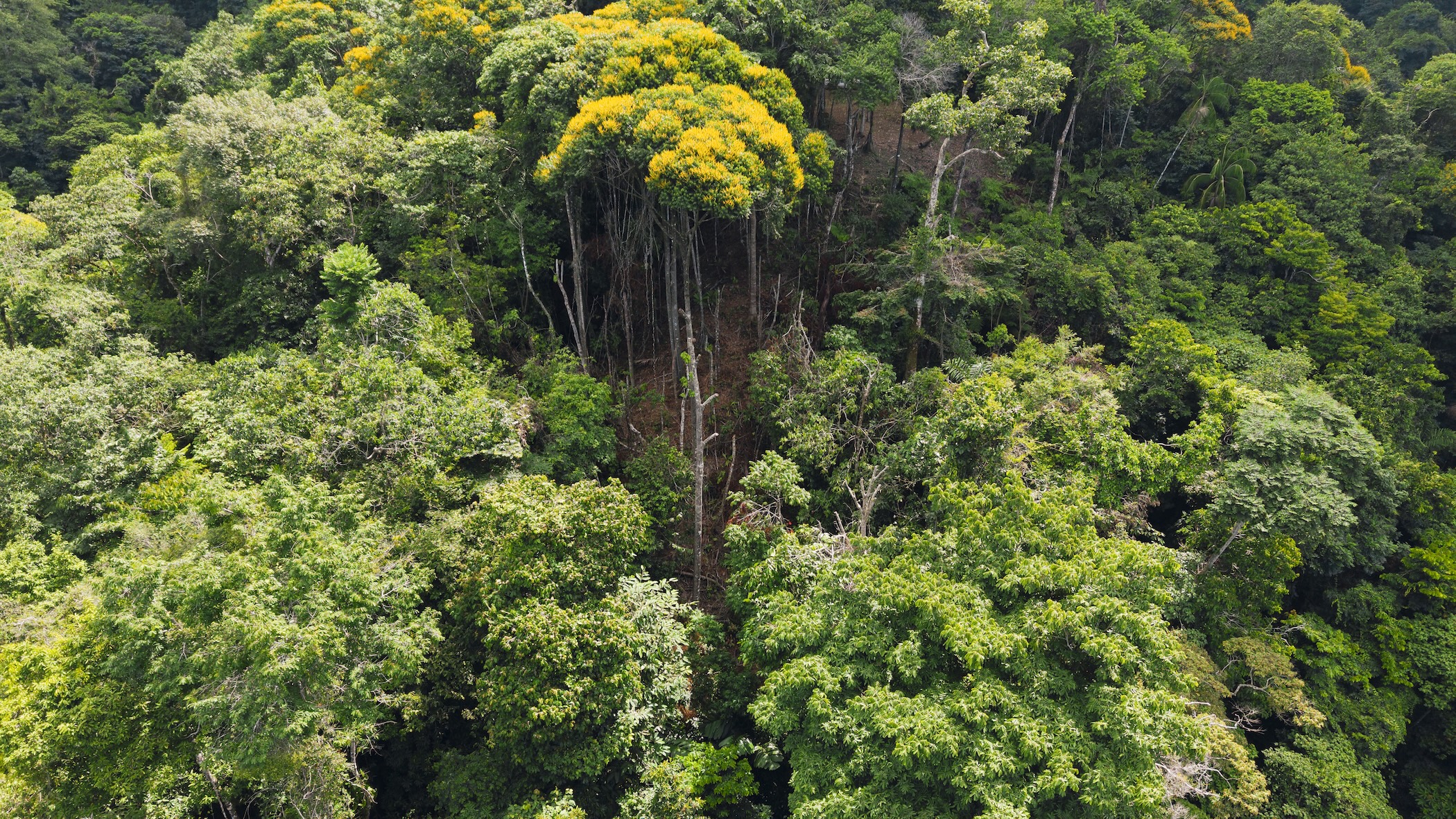 LA MALOUMA NEARLY 99-ACRE PROPERTY IN THE UVITA MOUNTAINS