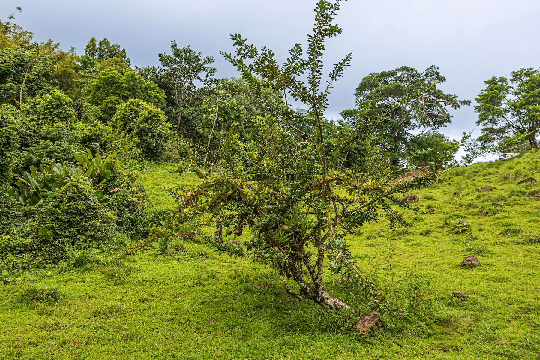 222-ACRE ECO-TOURISM PROPERTY WITH 210-FOOT WATERFALL, IN THE UP OF PLATANILLO