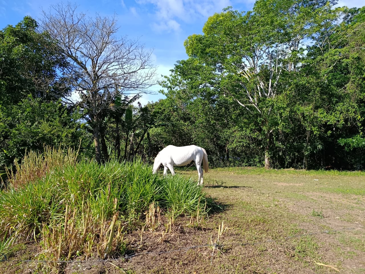 Costa Rica Mountain Property with Year-Round Creek, Forest & Stunning Mountain Views – 3.29 Acres Near San Isidro, Pérez Zeledón