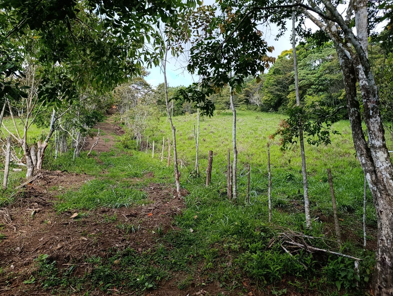 Costa Rica Mountain Property with Year-Round Creek, Forest & Stunning Mountain Views – 3.29 Acres Near San Isidro, Pérez Zeledón