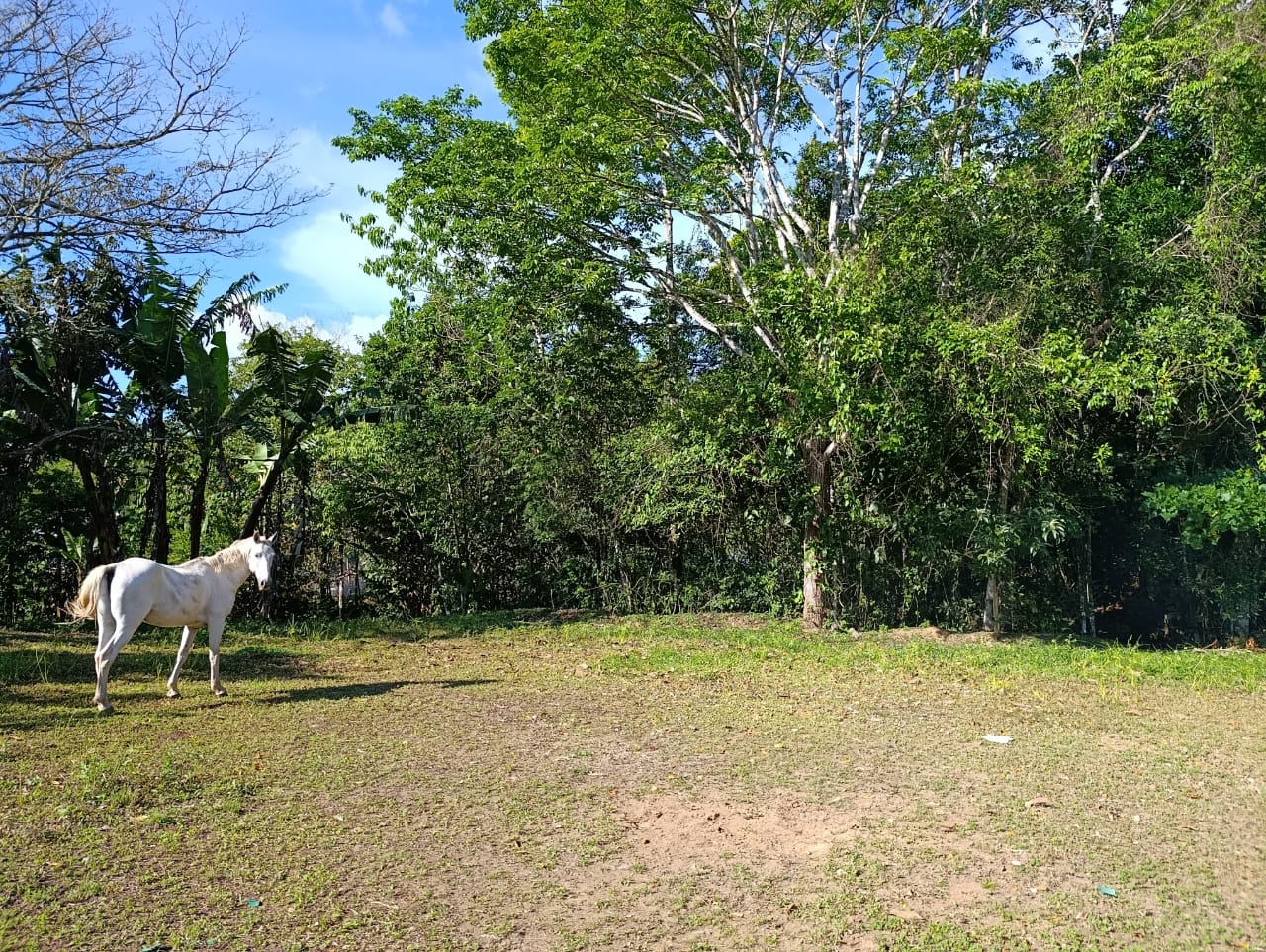 Costa Rica Mountain Property with Year-Round Creek, Forest & Stunning Mountain Views – 3.29 Acres Near San Isidro, Pérez Zeledón