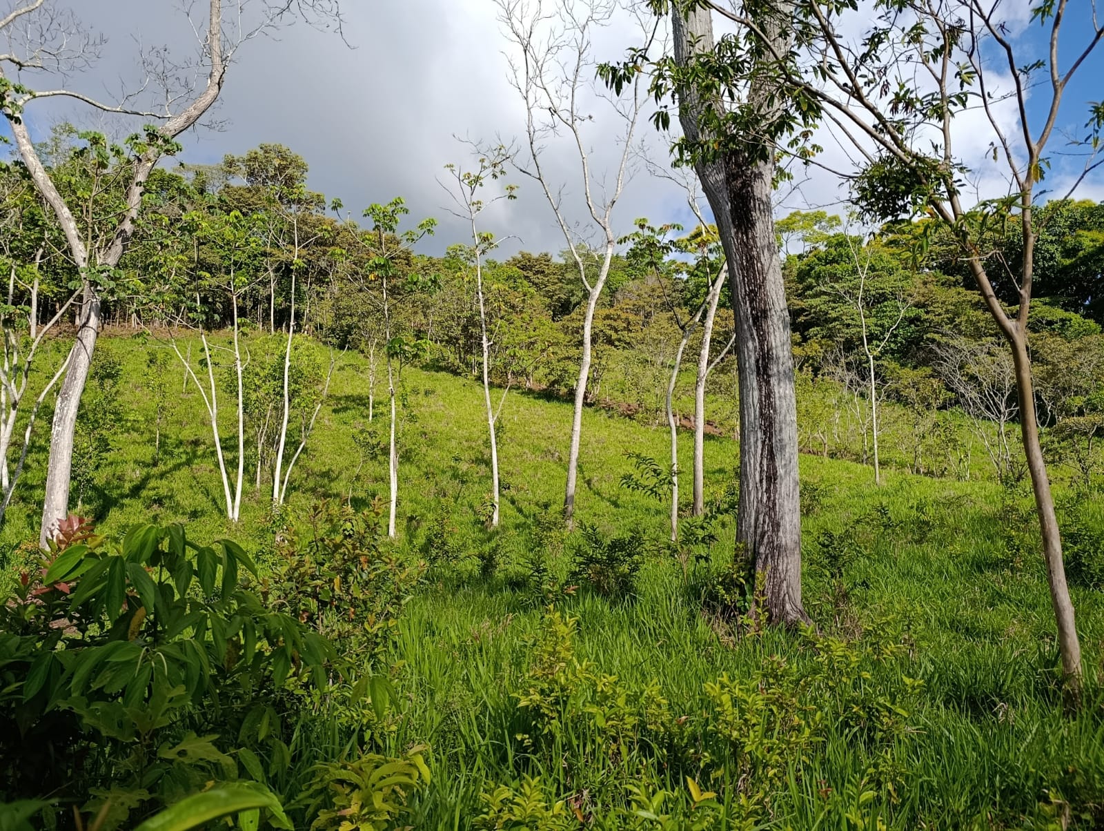 Costa Rica Mountain Property with Year-Round Creek, Forest & Stunning Mountain Views – 3.29 Acres Near San Isidro, Pérez Zeledón