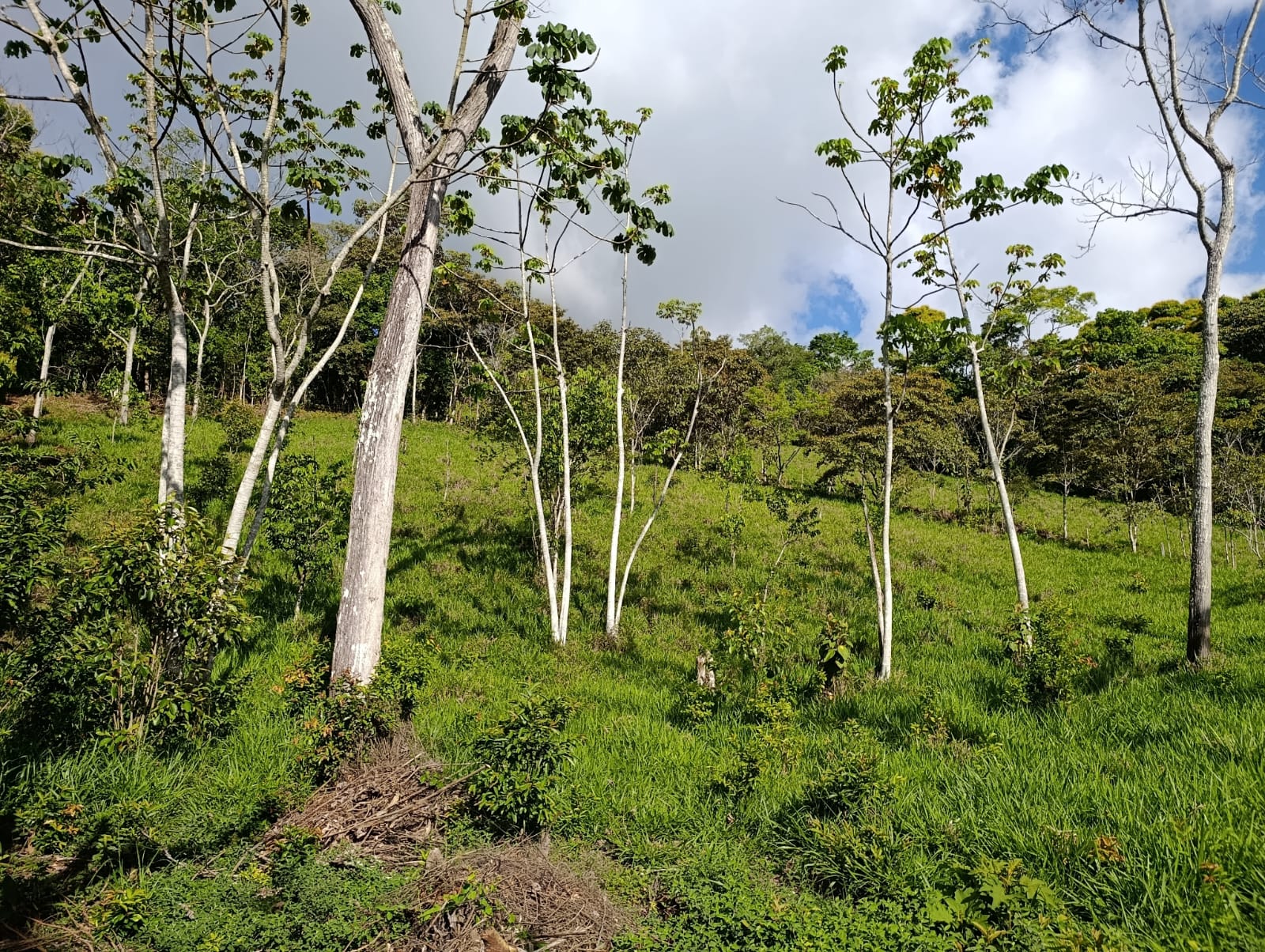Costa Rica Mountain Property with Year-Round Creek, Forest & Stunning Mountain Views – 3.29 Acres Near San Isidro, Pérez Zeledón