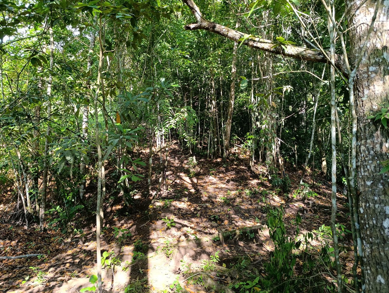 Costa Rica Mountain Property with Year-Round Creek, Forest & Stunning Mountain Views – 3.29 Acres Near San Isidro, Pérez Zeledón