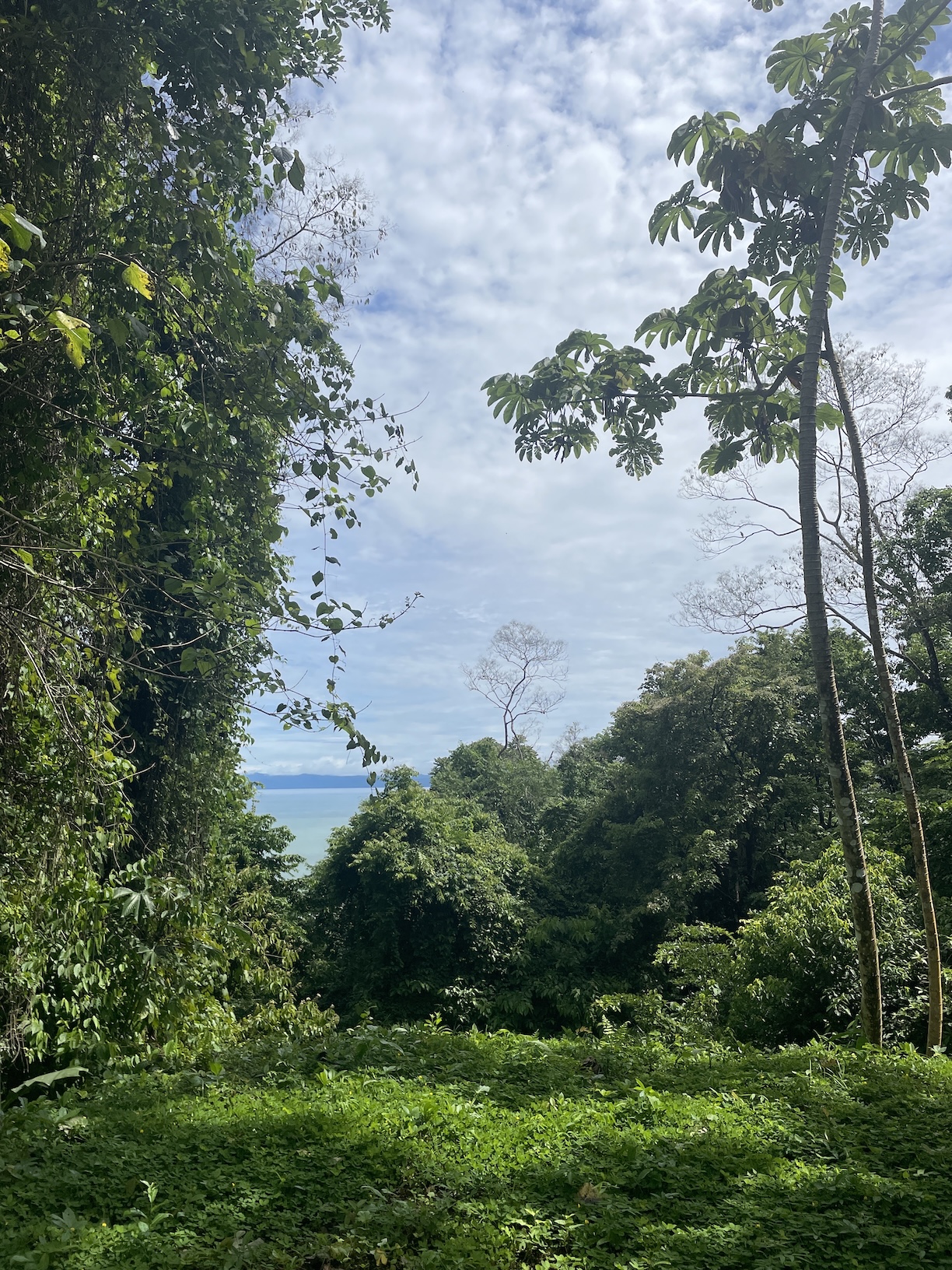 EXPANSIVE JUNGLE AND BEACH PROPERTY, IN PAVONES – 105 ACRES
