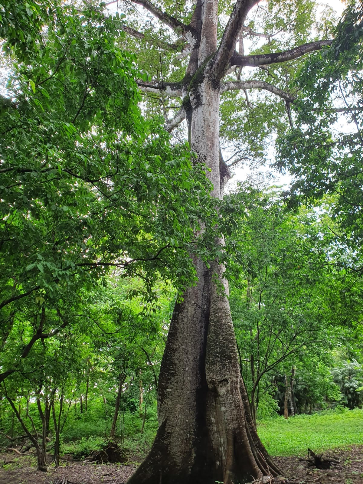 EXPANSIVE JUNGLE AND BEACH PROPERTY, IN PAVONES – 105 ACRES