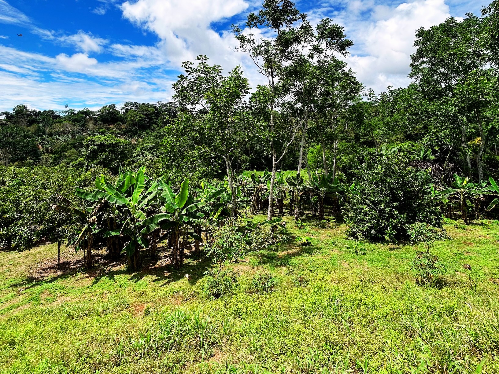 2.47-ACRE MOUNTAIN PROPERTY WITH AGRICULTURAL PRODUCTION, IN PÉREZ ZELEDÓN