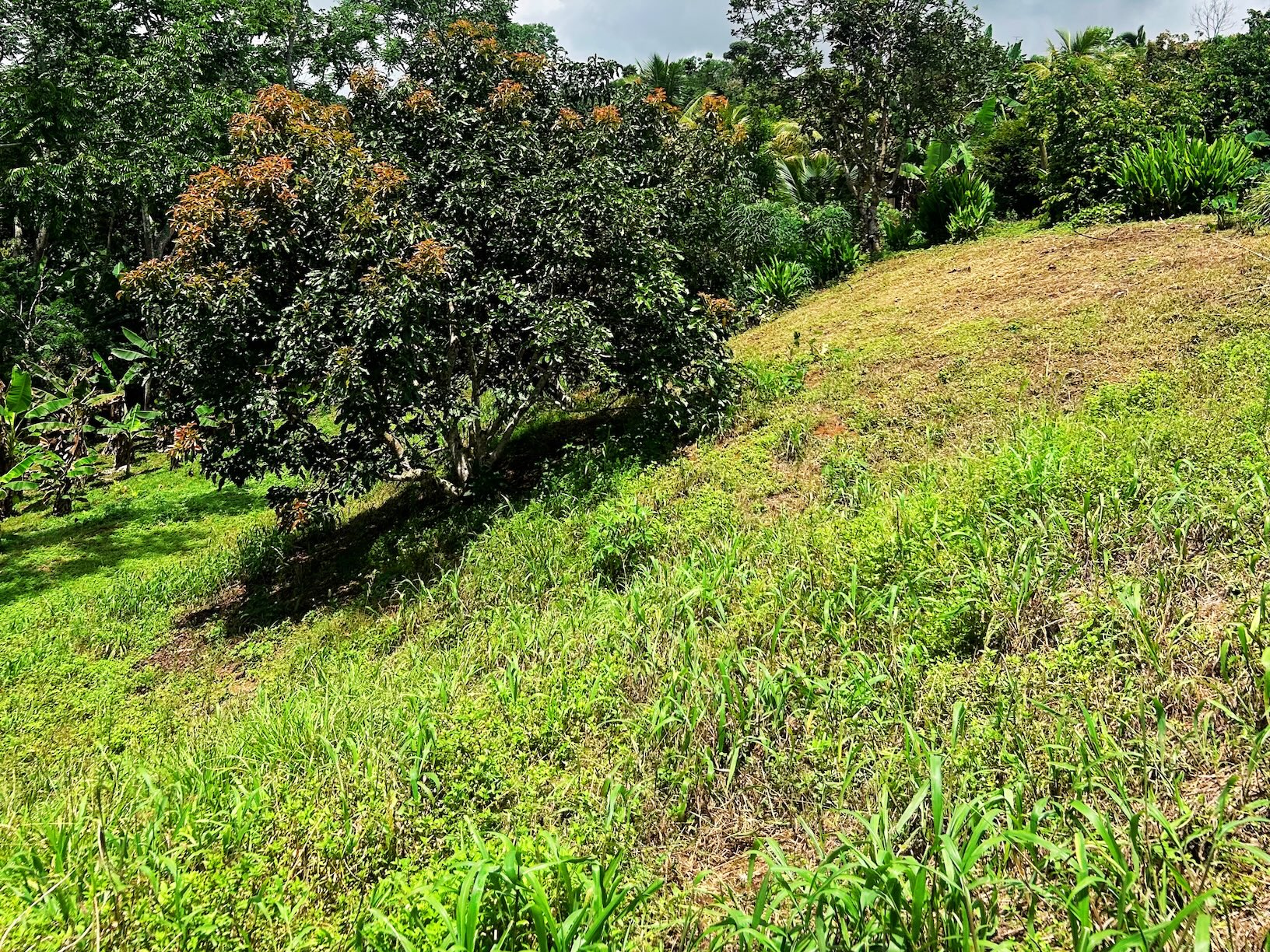 2.47-ACRE MOUNTAIN PROPERTY WITH AGRICULTURAL PRODUCTION, IN PÉREZ ZELEDÓN
