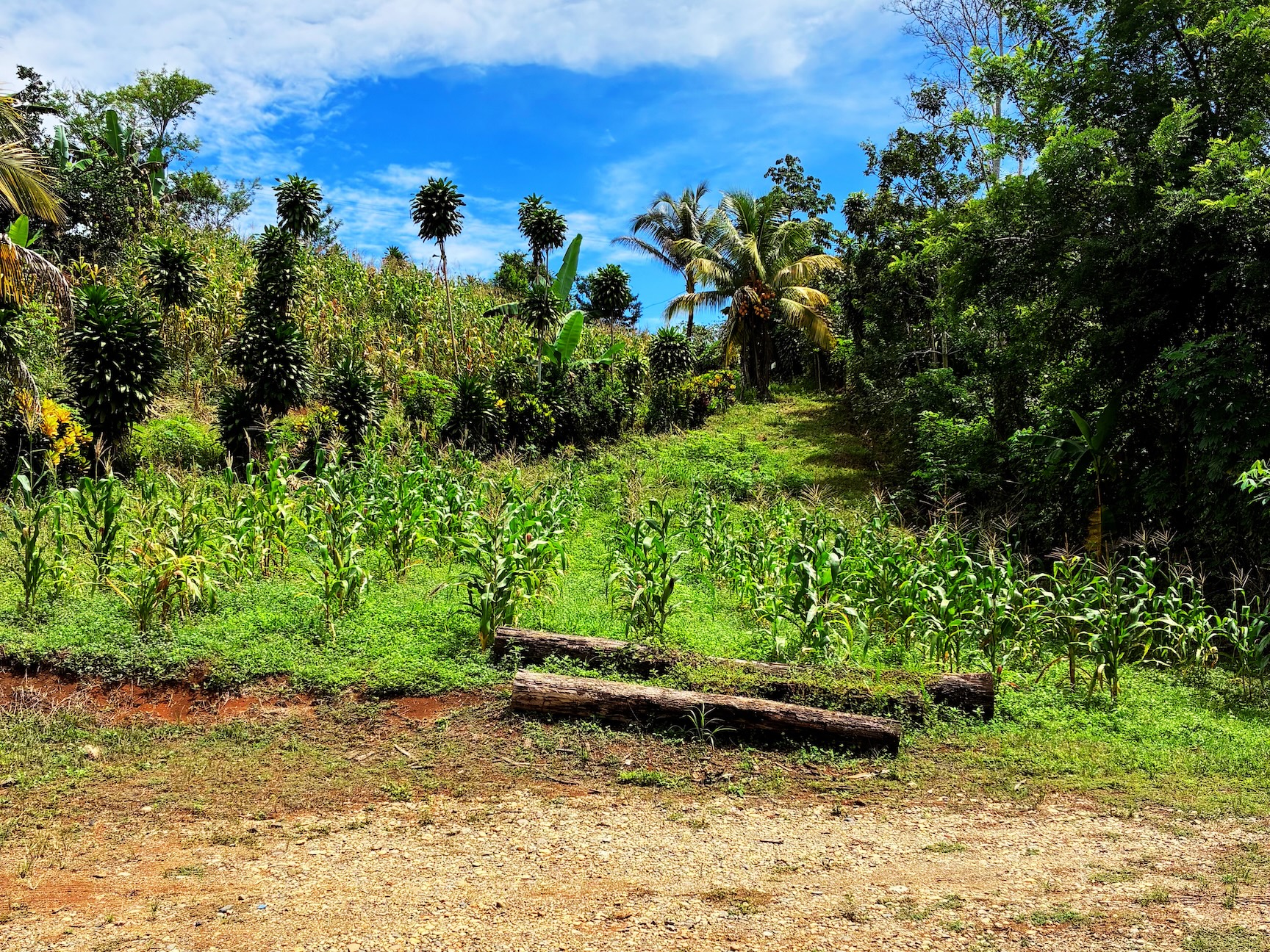 2.47-ACRE MOUNTAIN PROPERTY WITH AGRICULTURAL PRODUCTION, IN PÉREZ ZELEDÓN