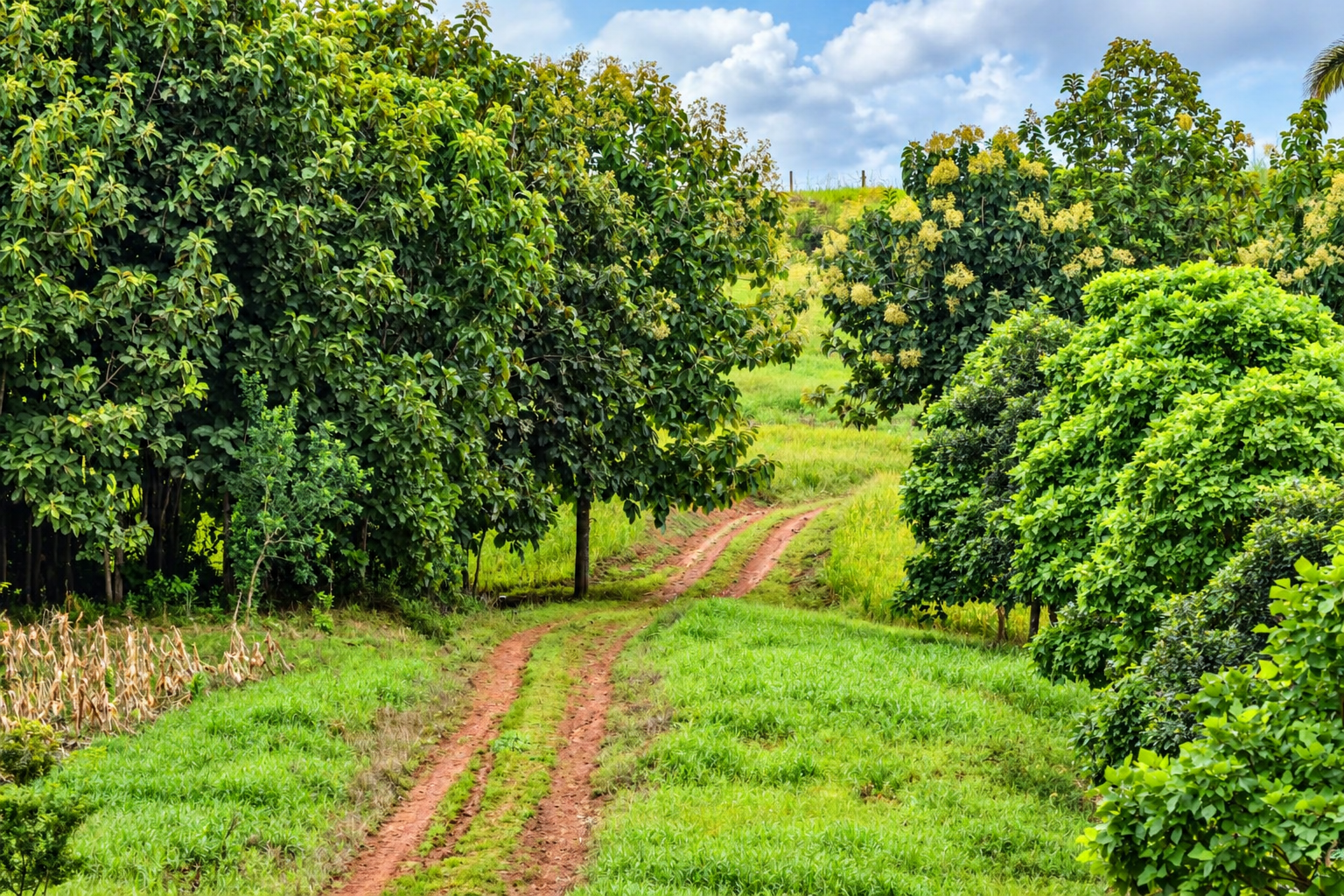 222-Hectare Large-Scale Cattle Ranch with 12 Natural Springs, Extensive Public Road Frontage & Development Potential