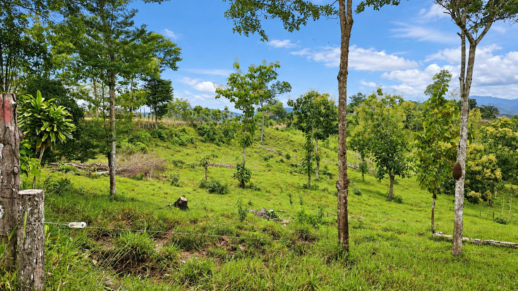 222-Hectare Large-Scale Cattle Ranch with 12 Natural Springs, Extensive Public Road Frontage & Development Potential