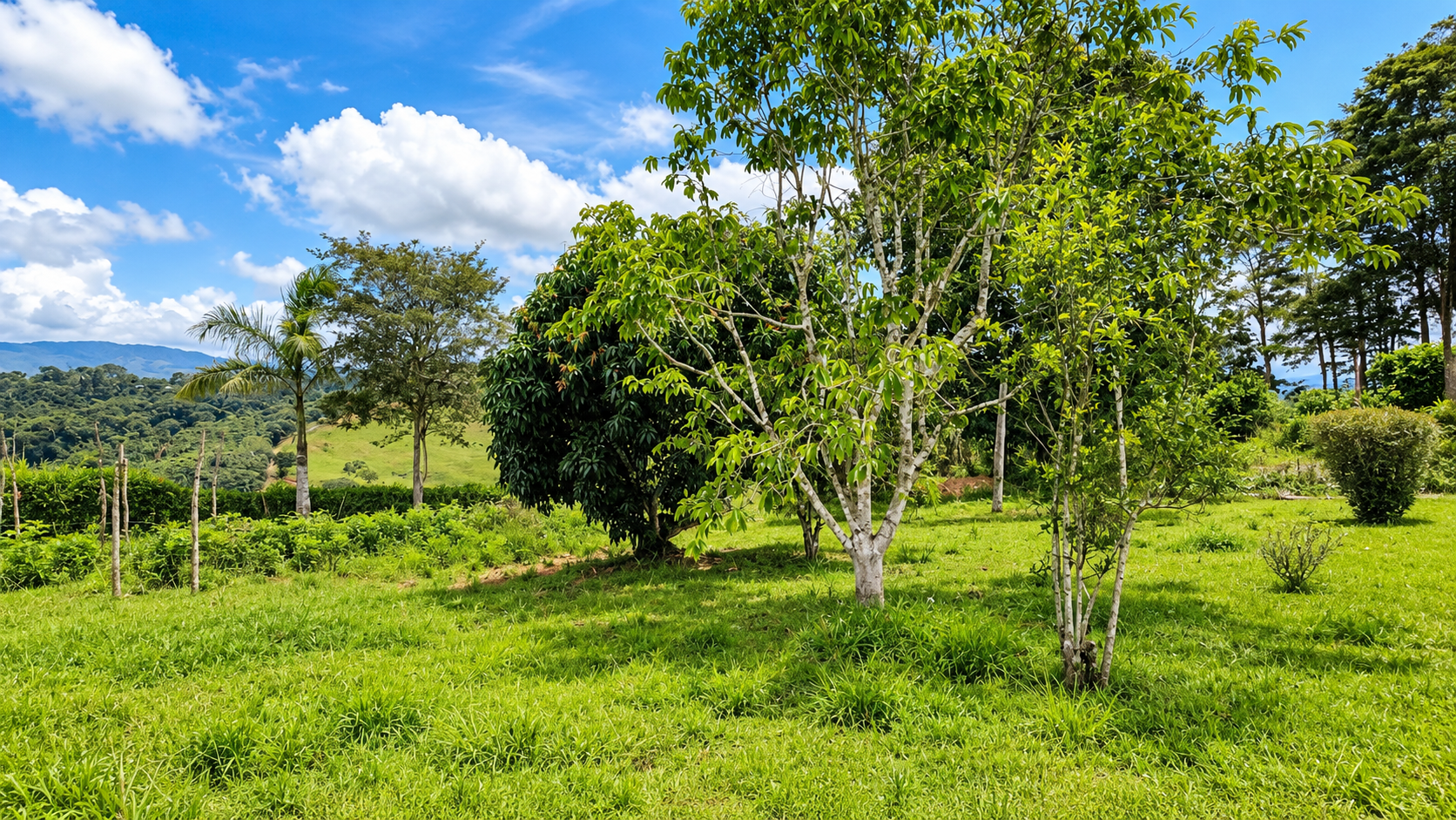 222-Hectare Large-Scale Cattle Ranch with 12 Natural Springs, Extensive Public Road Frontage & Development Potential
