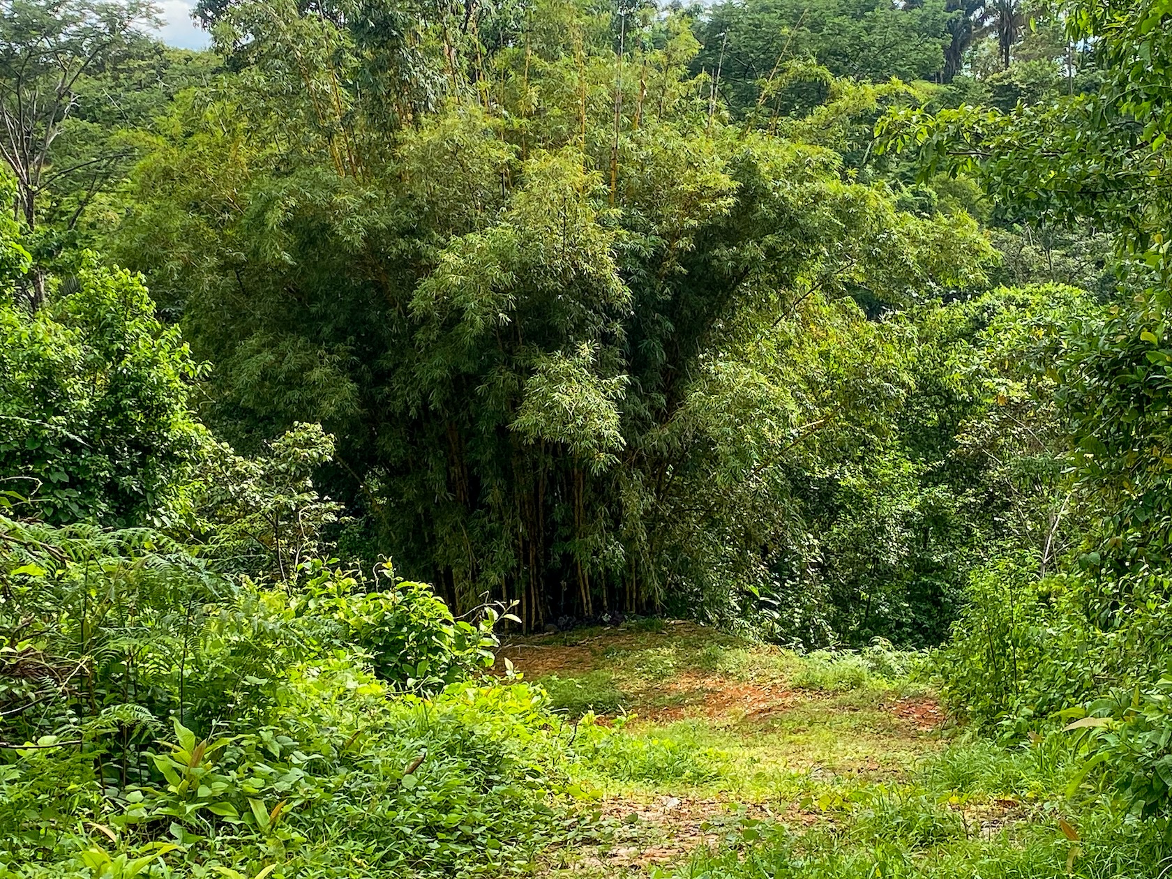 58-ACRE ESTATE WITH PANORAMIC MOUNTAIN, RAINFOREST, AND OCEAN VIEWS, NEAR TO TRES RIOS