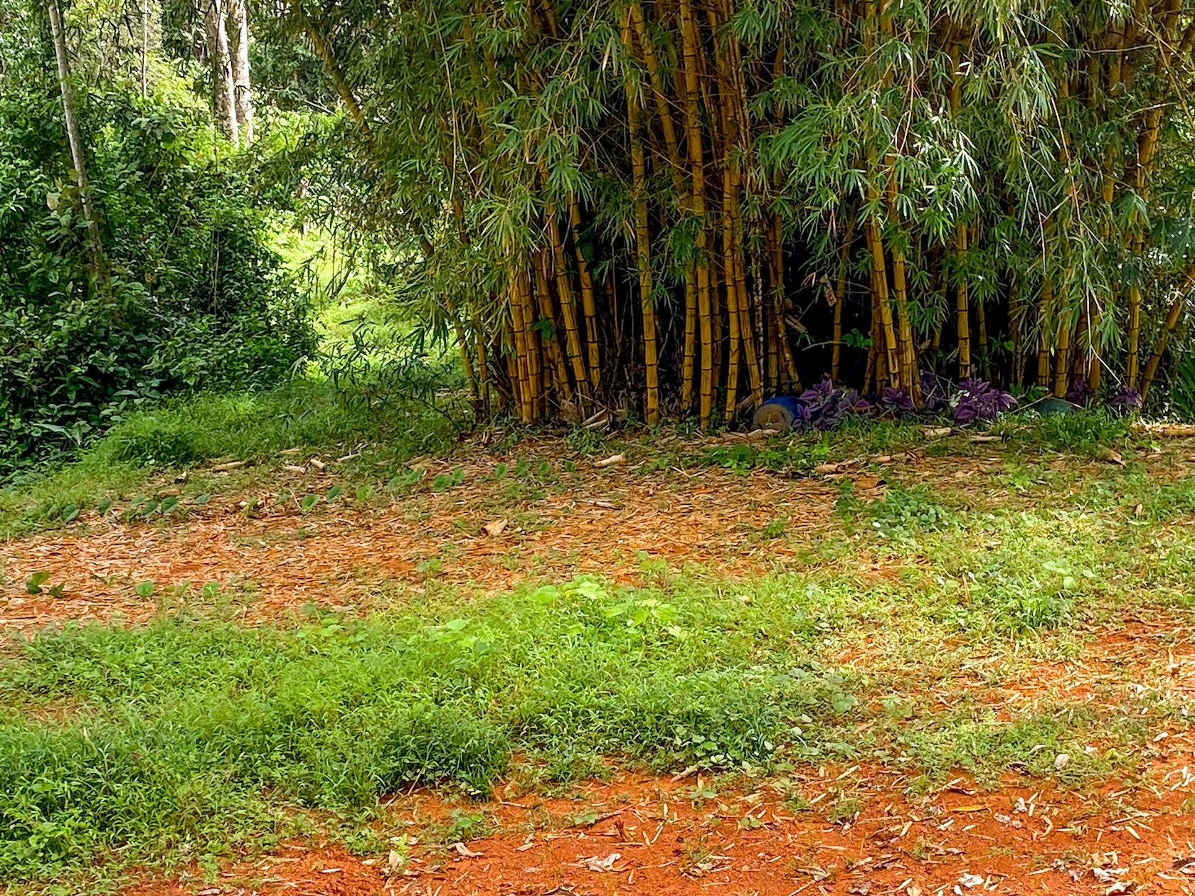 58-ACRE ESTATE WITH PANORAMIC MOUNTAIN, RAINFOREST, AND OCEAN VIEWS, NEAR TO TRES RIOS