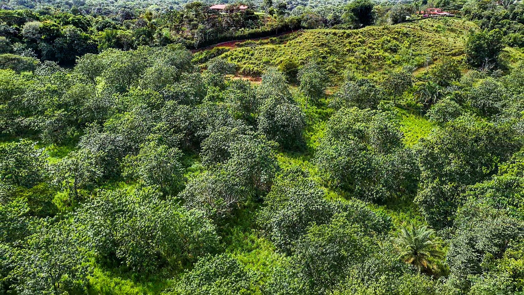 PROPERTY WITH RIVER, FRUIT TREES, AND MOUNTAIN VIEWS, IN OJOCHAL – 22 ACRES