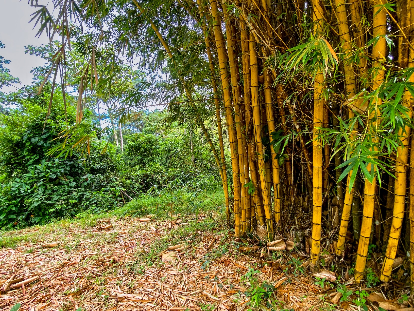 58-ACRE ESTATE WITH PANORAMIC MOUNTAIN, RAINFOREST, AND OCEAN VIEWS, NEAR TO TRES RIOS