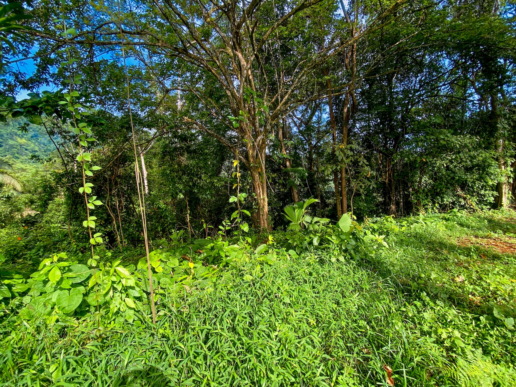 58-ACRE ESTATE WITH PANORAMIC MOUNTAIN, RAINFOREST, AND OCEAN VIEWS, NEAR TO TRES RIOS