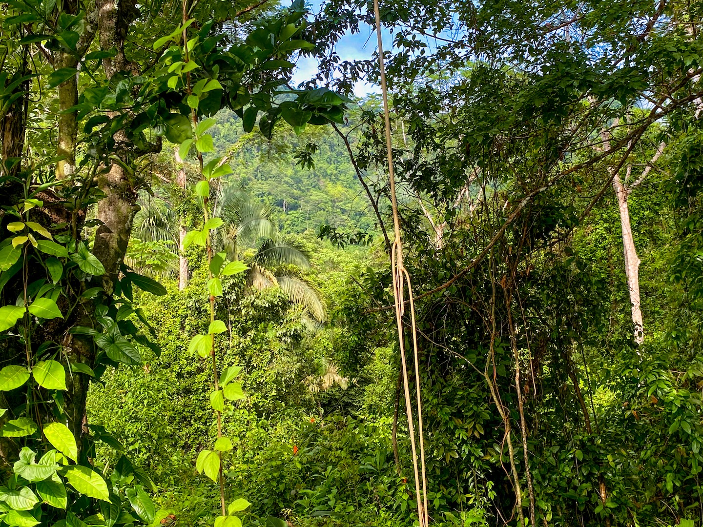 58-ACRE ESTATE WITH PANORAMIC MOUNTAIN, RAINFOREST, AND OCEAN VIEWS, NEAR TO TRES RIOS
