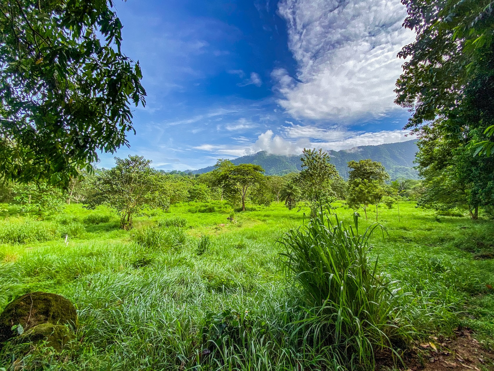 PROPERTY WITH RIVER, FRUIT TREES, AND MOUNTAIN VIEWS, IN OJOCHAL – 22 ACRES