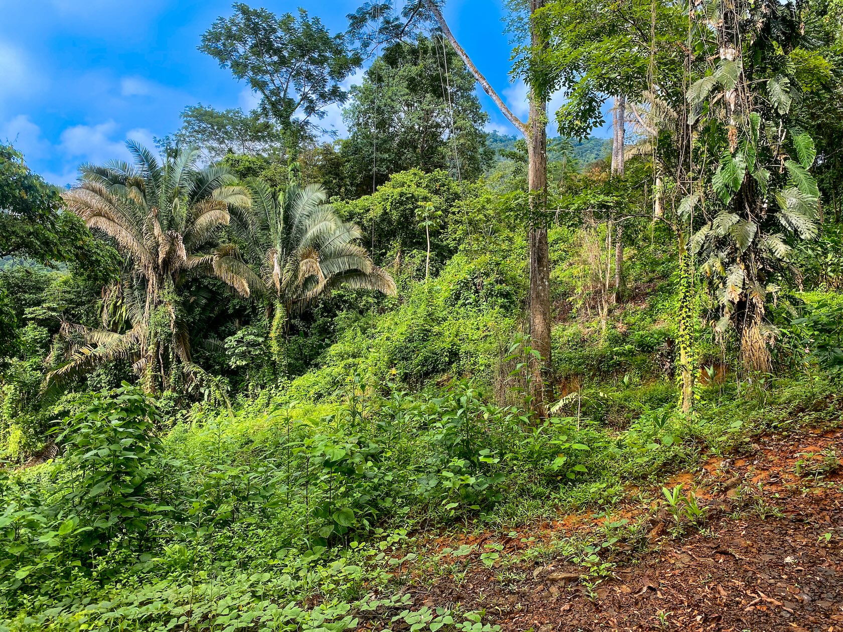 58-ACRE ESTATE WITH PANORAMIC MOUNTAIN, RAINFOREST, AND OCEAN VIEWS, NEAR TO TRES RIOS