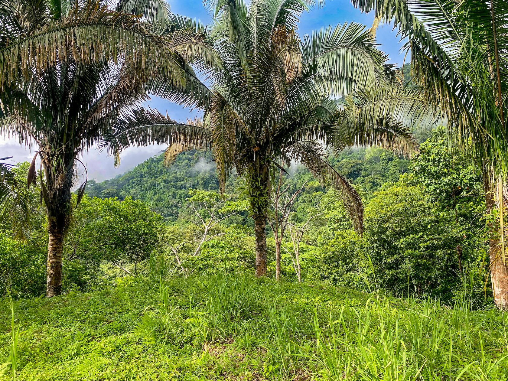 58-ACRE ESTATE WITH PANORAMIC MOUNTAIN, RAINFOREST, AND OCEAN VIEWS, NEAR TO TRES RIOS
