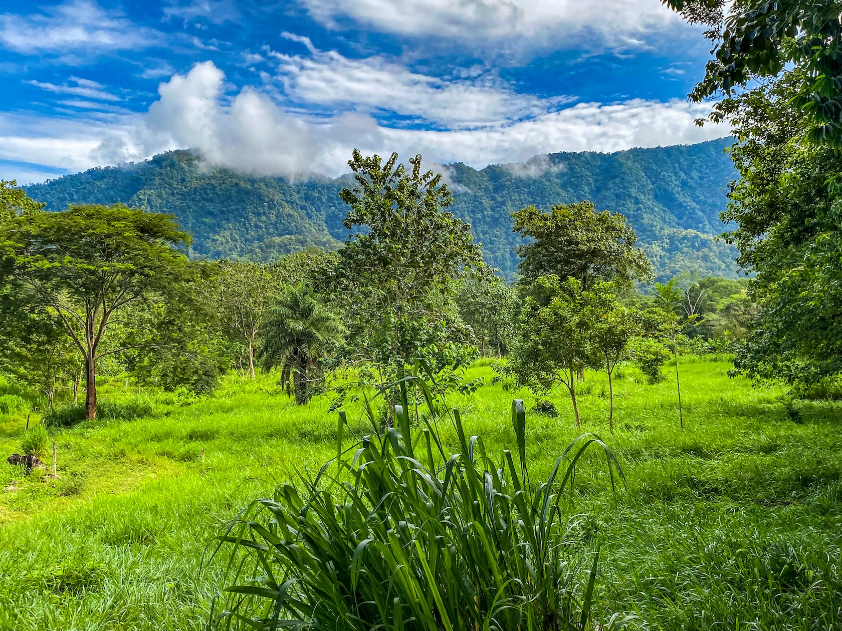 PROPERTY WITH RIVER, FRUIT TREES, AND MOUNTAIN VIEWS, IN OJOCHAL – 22 ACRES
