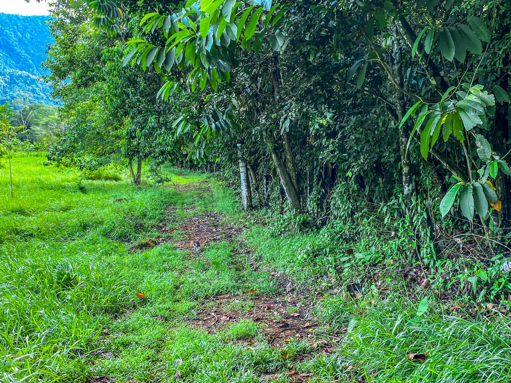 PROPERTY WITH RIVER, FRUIT TREES, AND MOUNTAIN VIEWS, IN OJOCHAL – 22 ACRES
