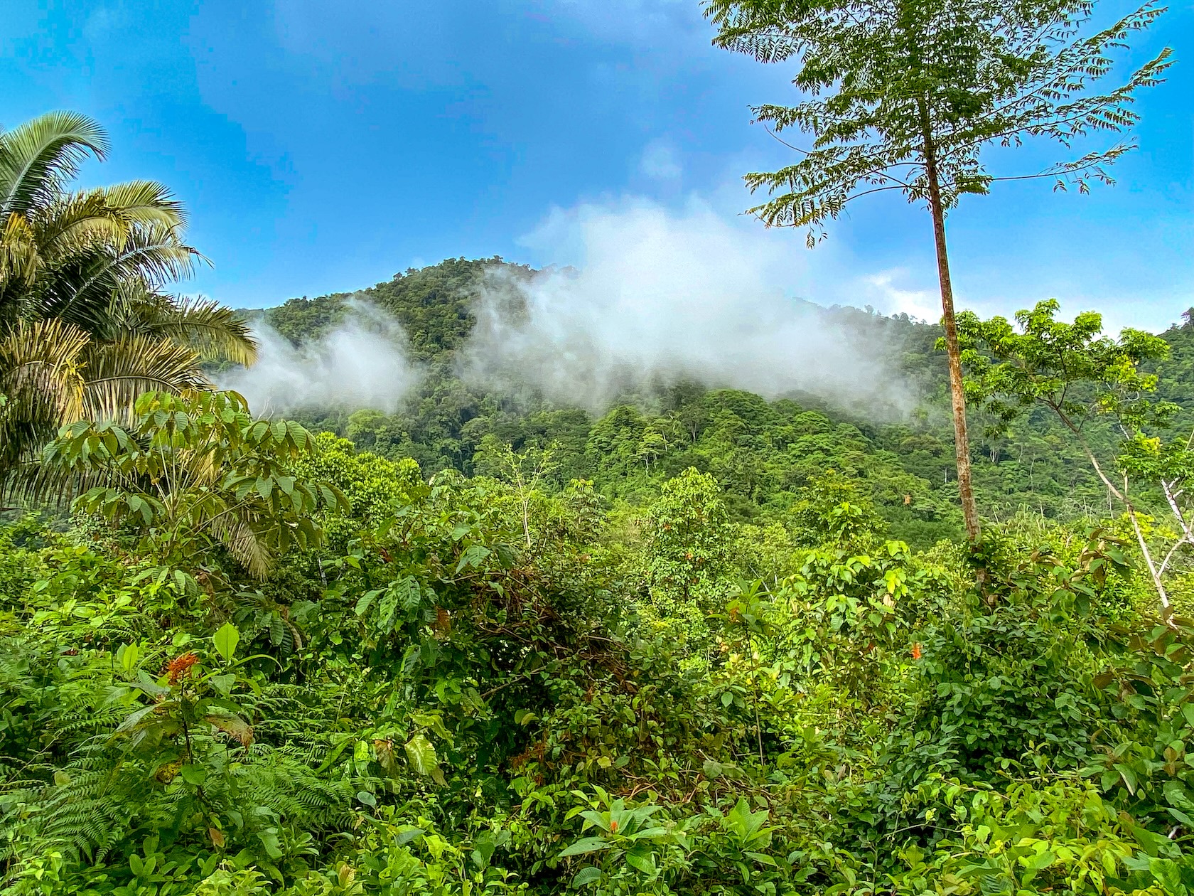 58-ACRE ESTATE WITH PANORAMIC MOUNTAIN, RAINFOREST, AND OCEAN VIEWS, NEAR TO TRES RIOS