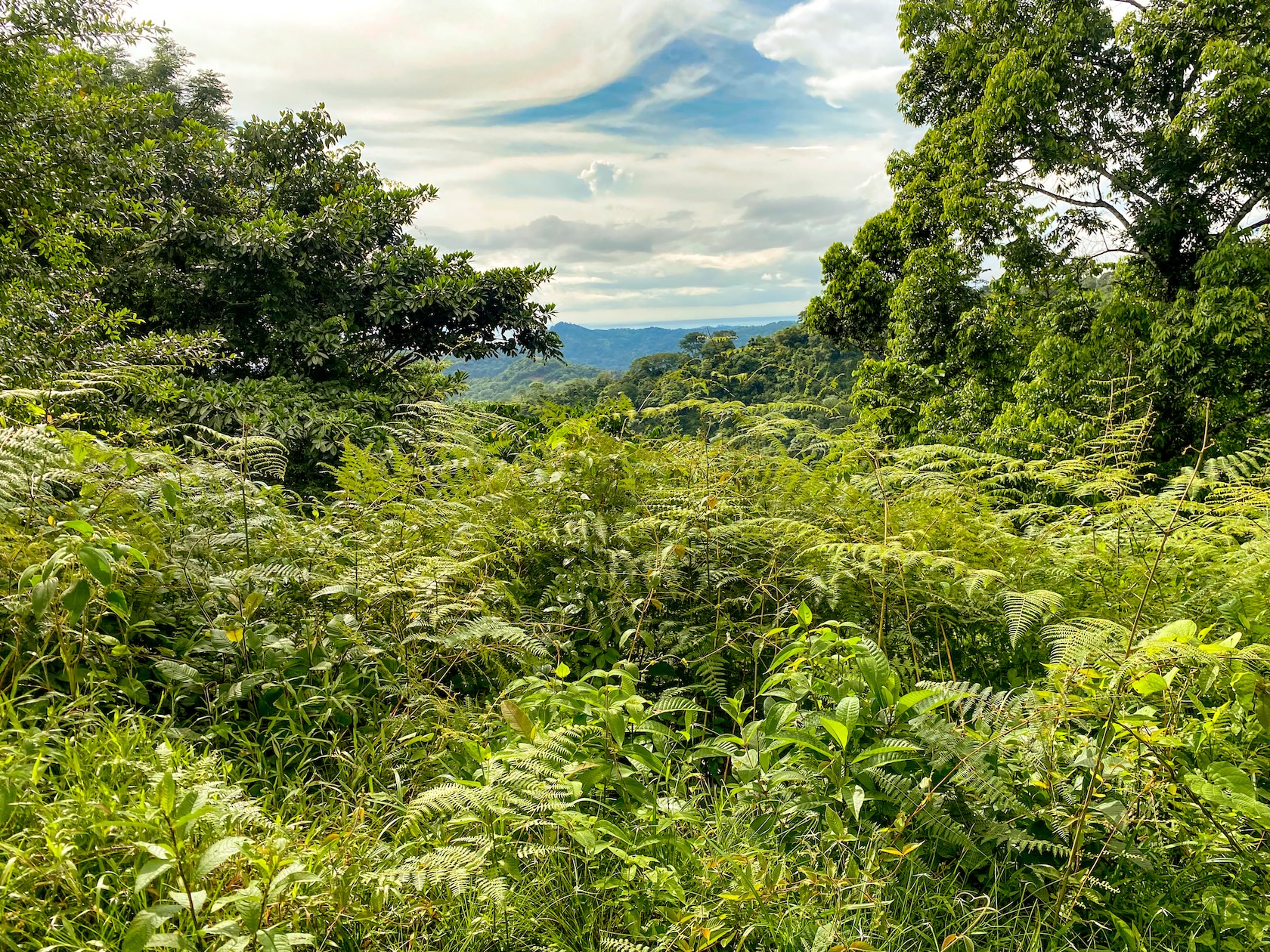 58-ACRE ESTATE WITH PANORAMIC MOUNTAIN, RAINFOREST, AND OCEAN VIEWS, NEAR TO TRES RIOS